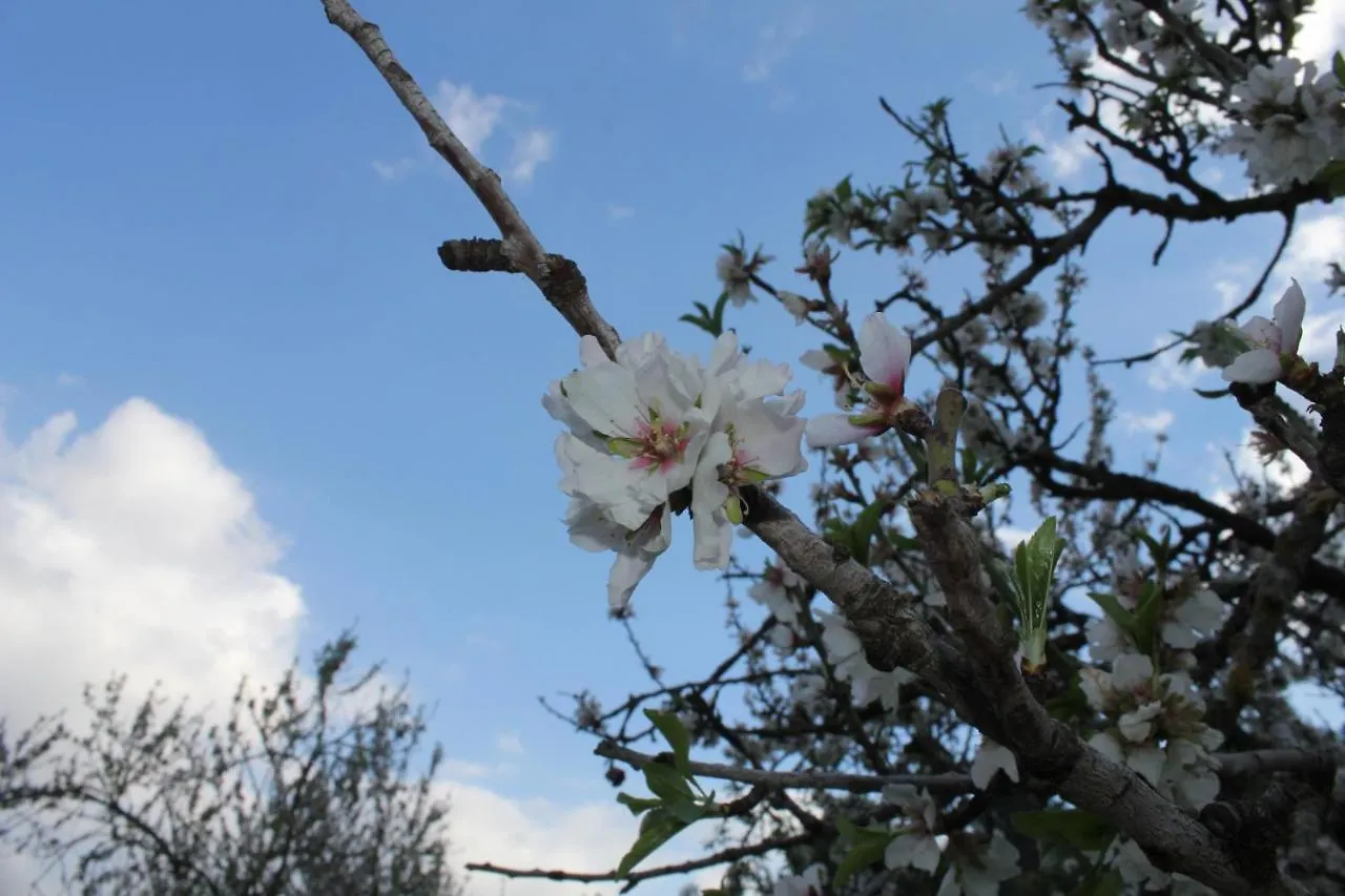 Agroturismo Finca Can Sec Alaro Spain